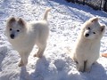 pups-4