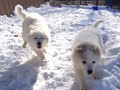 pups-5