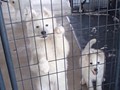 pups-6
