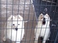 pups-7