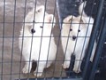 pups-8