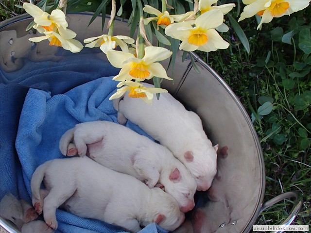 pups-10