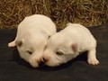 pups-1
