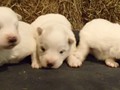 pups-2