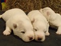 pups-4