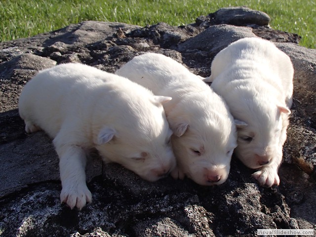 pups-1