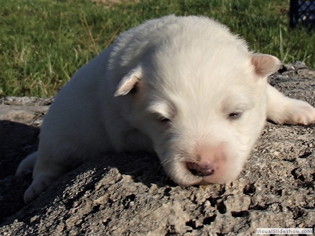pups-11