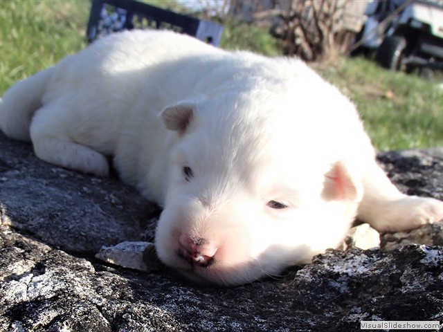pups-13