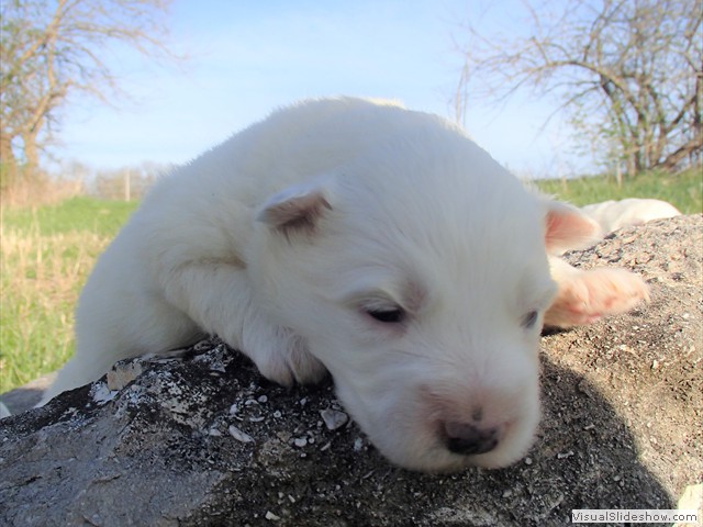 pups-15