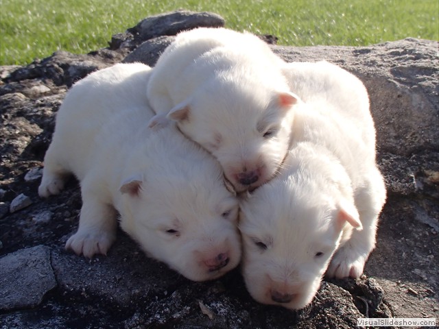 pups-3