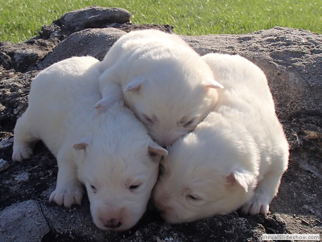 pups-4