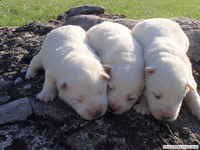pups-5