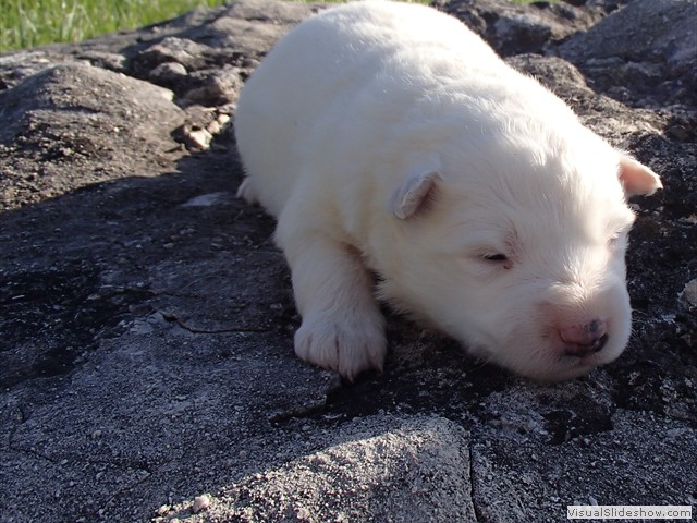 pups-7