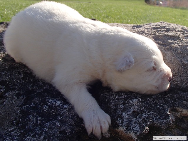 pups-8