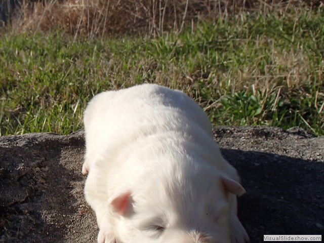 pups-9