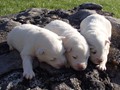 pups-1
