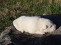 pups-10