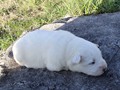 pups-12