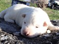 pups-13