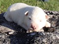 pups-14