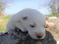 pups-15