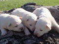 pups-2