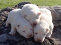 pups-3