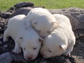 pups-4