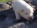 pups-7