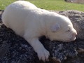 pups-8