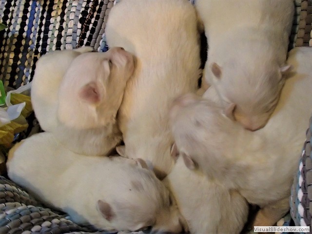 pups-2