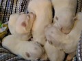 pups-2