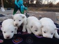 pups-2