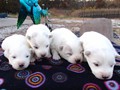 pups-3