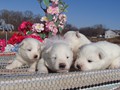 pups-2