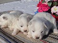 pups-4
