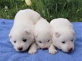 pups-1