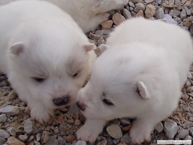 pups-2