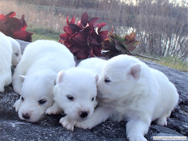 pups-1