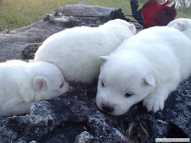 pups-11