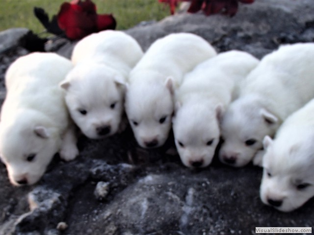 pups-12