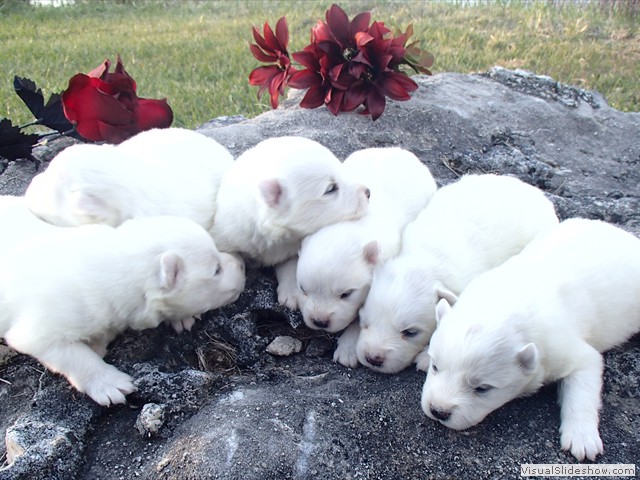 pups-13