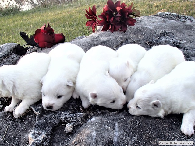 pups-14