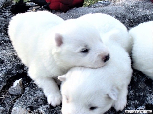pups-15