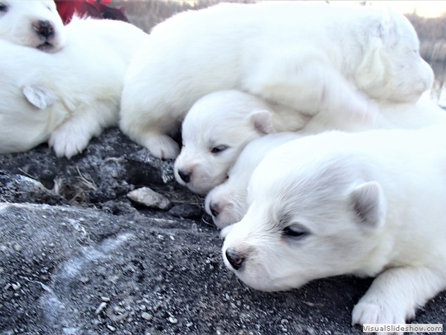 pups-16