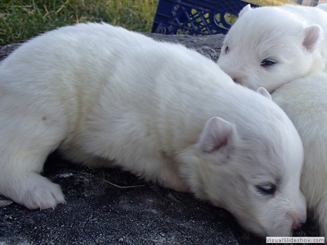 pups-17