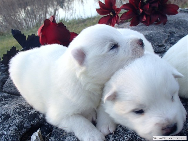 pups-18