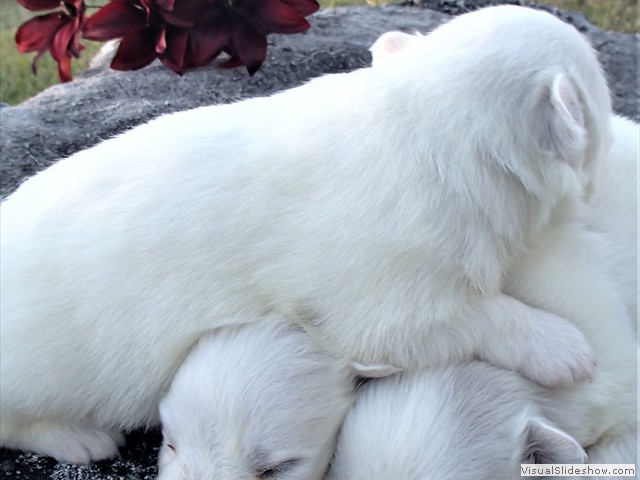 pups-19