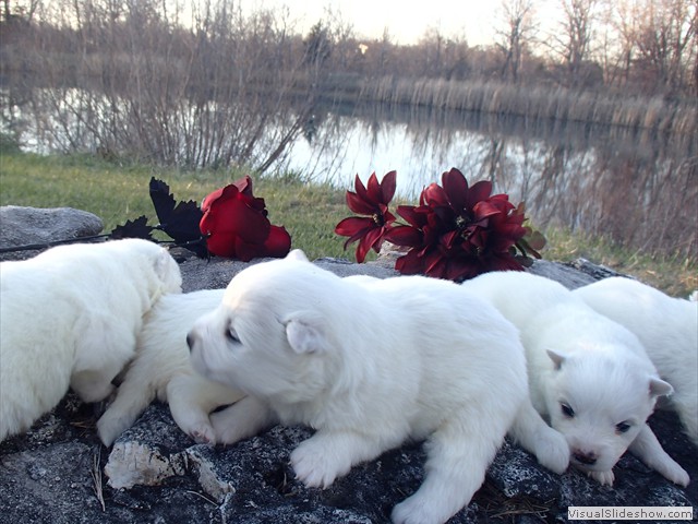 pups-2