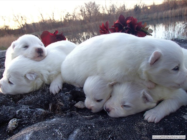 pups-20